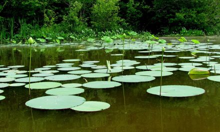 ಸದಾಶಿವ ಸೊರಟೂರು ಬರೆದ ಈ ದಿನದ ಕವಿತೆ