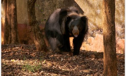 ತರೀಕೆರೆ ಏರಿಯಾ – ಧಮಾ ಧಂ ಕರಡಿ ಖಲಂದರ್