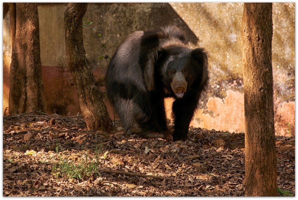 ತರೀಕೆರೆ ಏರಿಯಾ – ಧಮಾ ಧಂ ಕರಡಿ ಖಲಂದರ್