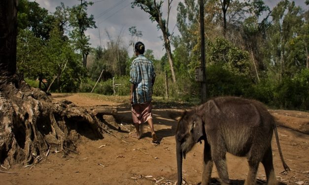 ಶಿವನೆಂಬ ಆನೆಮರಿ ಮತ್ತು ಗೀತಾಳೆಂಬ ಜೇನುಕುರುಬರ ತಾಯಿ