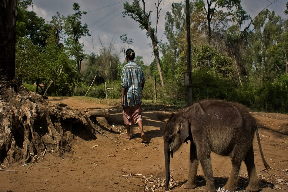 ಶಿವನೆಂಬ ಆನೆಮರಿ ಮತ್ತು ಗೀತಾಳೆಂಬ ಜೇನುಕುರುಬರ ತಾಯಿ