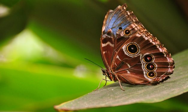 ತರೀಕೆರೆ ಏರಿಯಾ – ಚಿಟ್ಟೆಗಳ ಕಲಾವಿದೆ