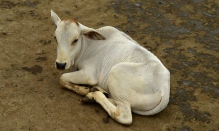 ವೈದೇಹಿ ಕಾಲಂ- ಹಾಯ್ಗುಳಿ ದೈವಕ್ಕೆ ಅಡ್ಡ ಬಿದ್ದೆ