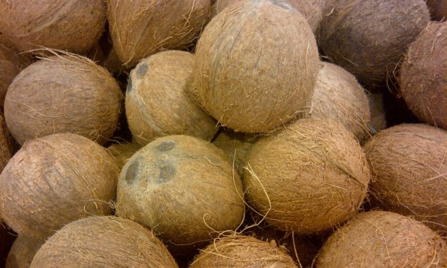 ವಸ್ತಾರೆ ಕಾಲಂ – ವರ್ತಮಾನಕ್ಕೆ ಢಿಕ್ಕಿ ಹೊಡೆಯುವ ತೆಂಗಿನ ಕಾಯಿಗಳು