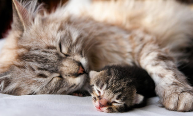 ಅಂಕಣಕ್ಕೆ ಸಿಲುಕಿಕೊಂಡ ತಾಯಿಬೆಕ್ಕು: ಅಬ್ದುಲ್ ರಶೀದ್ ಅಂಕಣ