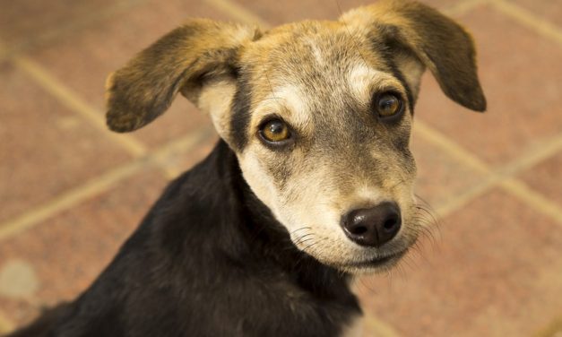 ತರೀಕೆರೆ ಏರಿಯಾ: ನಾಯಿಪುರಾಣದ ಮೊದಲ ಕಂತು