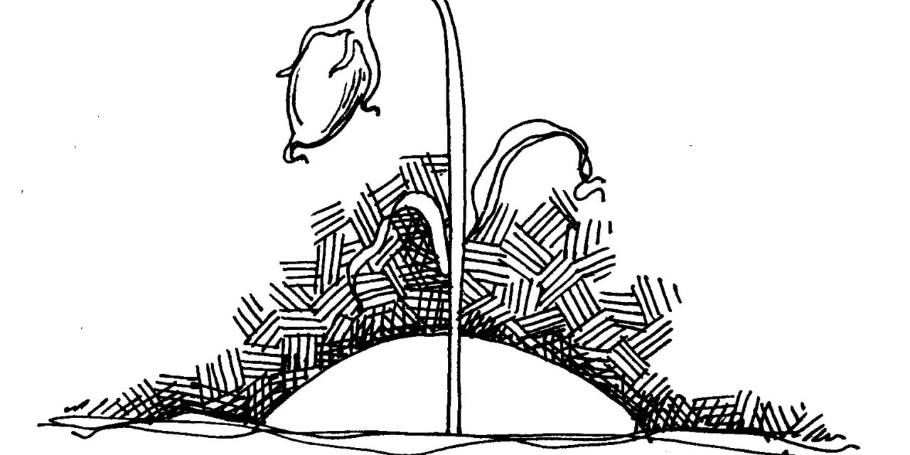 ವಸ್ತಾರೆ ಬರೆದ ದಿನದ ಕವಿತೆ  ` …..ಒಬ್ಬಳು’