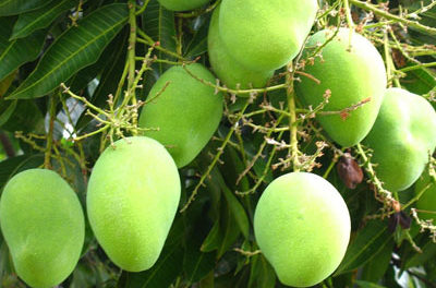 ಉಗಾದಿಯ ಮೂರು ಚಿತ್ರಗಳು : ರಹಮತ್ ಬರಹ