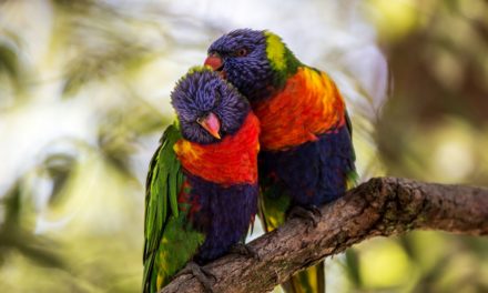 ವಸಂತಕ್ಕೊಂದು ಪ್ರೇಮಿಗಳ ಕತೆ: ಅನಿವಾಸಿಯ ಆಸ್ಟ್ರೇಲಿಯಾ ಪತ್ರ