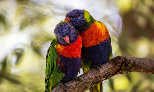 ವಸಂತಕ್ಕೊಂದು ಪ್ರೇಮಿಗಳ ಕತೆ: ಅನಿವಾಸಿಯ ಆಸ್ಟ್ರೇಲಿಯಾ ಪತ್ರ