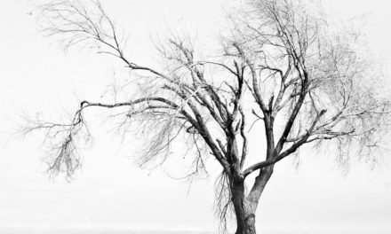 ಬಿಸಿಲುಕೋಲು- ನಿಸರ್ಗವನ್ನು ಅರಿತೆವು ಎಂಬ ಒಣ ಹಮ್ಮು