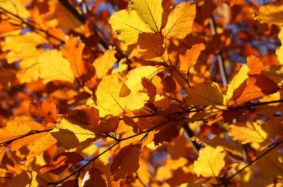 ಎಳೆಬಿಸಿಲ ಧಾವಂತ ಹಳದಿ ಈ ಫಾಲ್:ವೈಶಾಲಿ ಬರಹ