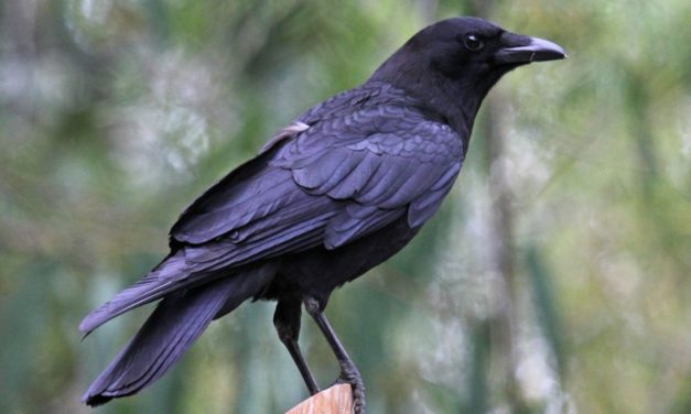 ಅನಿವಾಸಿ ಆಸ್ಟ್ರೇಲಿಯಾ ಪತ್ರ