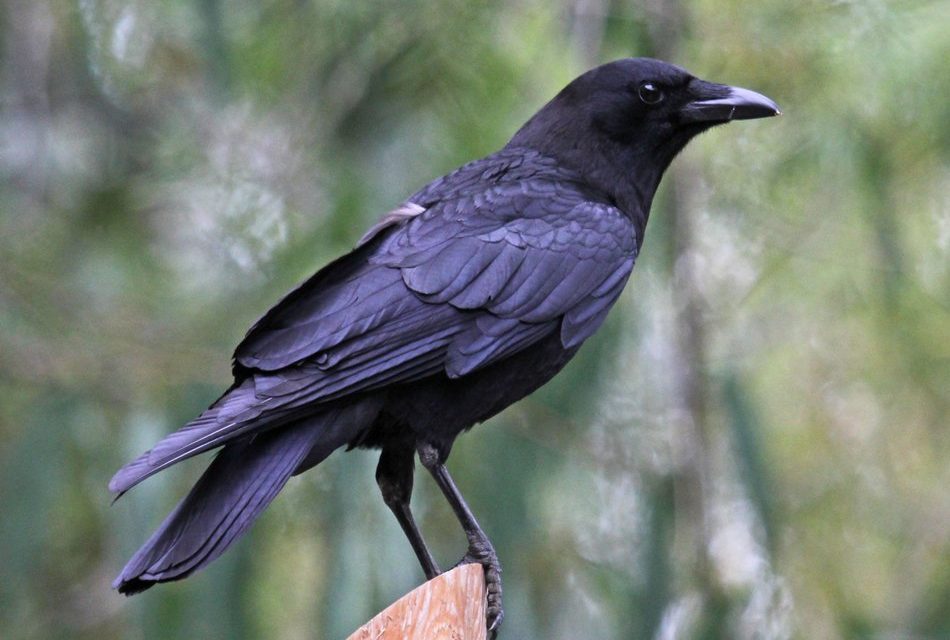 ಅನಿವಾಸಿ ಆಸ್ಟ್ರೇಲಿಯಾ ಪತ್ರ