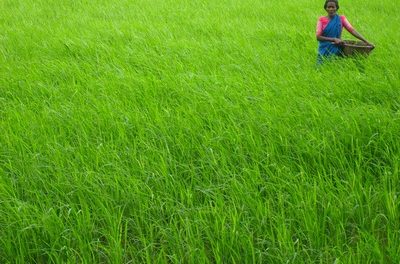 ಈ ನೆಲದ ಜಾಲಿ ಹೂ : ರೈತ ಹೋರಾಟಗಾರ್ತಿ ಅನಸೂಯಮ್ಮ