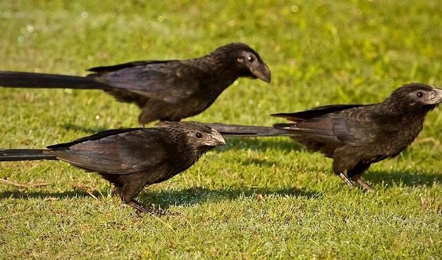 ಪರೀಕ್ಷೆ ಹಾಲ್ ನಿಂದ ಕಂಡ  ಮೂರು ಹಕ್ಕಿಗಳು… : ಎಲ್ಸಿ ಸುಮಿತ್ರಾ ಬರೆದ ದಿನದ ಕವಿತೆ