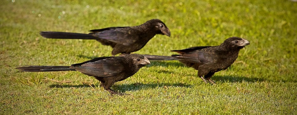 ಪರೀಕ್ಷೆ ಹಾಲ್ ನಿಂದ ಕಂಡ  ಮೂರು ಹಕ್ಕಿಗಳು… : ಎಲ್ಸಿ ಸುಮಿತ್ರಾ ಬರೆದ ದಿನದ ಕವಿತೆ