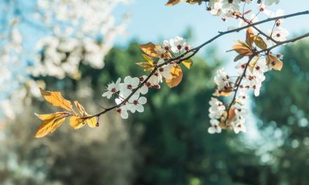 ಬೇಲಿಯಾಚೆಯವನ ಸಂಸಾರ: ಅನಿವಾಸಿಯ ಆಸ್ಟ್ರೇಲಿಯಾ ಪತ್ರ
