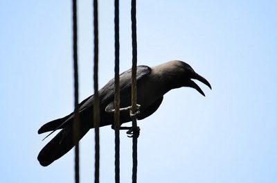 ವಿದ್ಯುದಾಲಿಂಗನಕ್ಕೆ ಸಿಕ್ಕಿ ಸತ್ತಿದೆ ಕಾಗೆ… ವೈಶಾಲಿ ಸ್ವಗತ