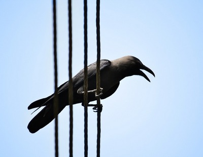 ವಿದ್ಯುದಾಲಿಂಗನಕ್ಕೆ ಸಿಕ್ಕಿ ಸತ್ತಿದೆ ಕಾಗೆ… ವೈಶಾಲಿ ಸ್ವಗತ