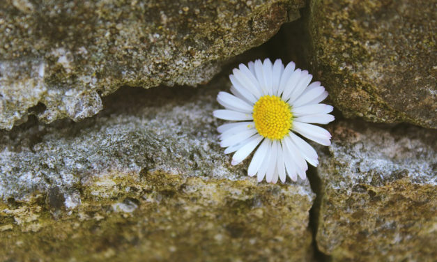 ಕಥೆಗಾರ ವ್ಯಾಸರು ಅಸುನೀಗಿ ಒಂದು ವರ್ಷ