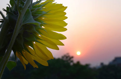 ಕಾವ್ಯಮಾಲೆಯ ಕಾವ್ಯಕುಸುಮ: ಬಯಕೆ