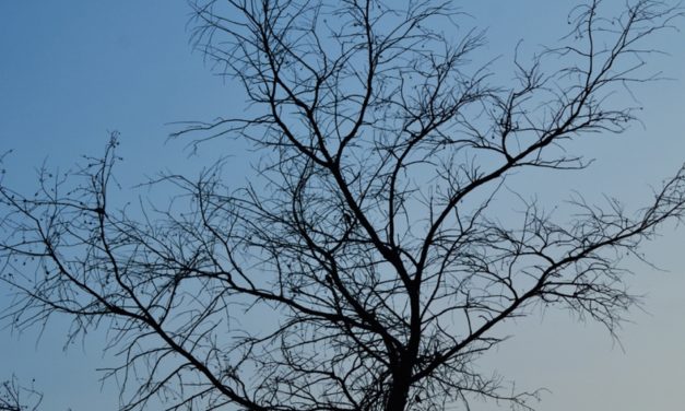 ಇರುವೆಗೆ ಆನೆಯ ಕಷ್ಟ: ಅಬ್ದುಲ್ ರಶೀದ್ ಅಂಕಣ