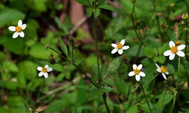 ಹಳೆಯ ಕಾಲದ ಮನೋಚಿಕಿತ್ಸಕ ಡಾಕ್ಟರ ಕಥೆ : ಅಬ್ದುಲ್ ರಶೀದ್ ಅಂಕಣ