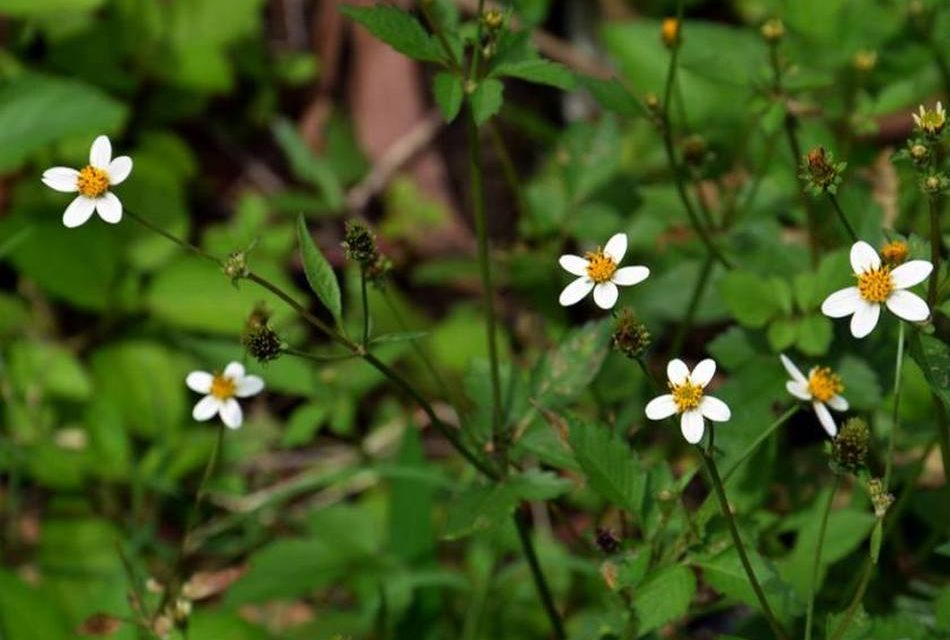 ಹಳೆಯ ಕಾಲದ ಮನೋಚಿಕಿತ್ಸಕ ಡಾಕ್ಟರ ಕಥೆ : ಅಬ್ದುಲ್ ರಶೀದ್ ಅಂಕಣ
