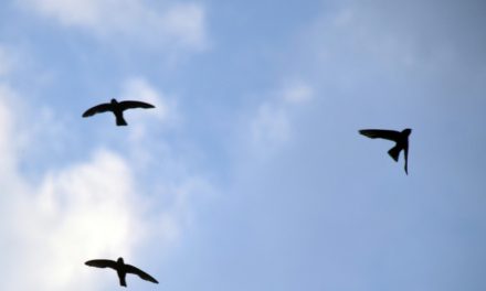 ಮಳೆಹಕ್ಕಿ ಸಂಸಾರ ಸಾರ: ಅಬ್ದುಲ್ ರಶೀದ್ ಅಂಕಣ