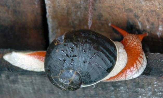 ಗೆಳೆಯನಂತಿರುವ ಈ ಚೆಲುವ ಬಸವನ ಹುಳ: ಅಬ್ದುಲ್ ರಶೀದ್ ಅಂಕಣ