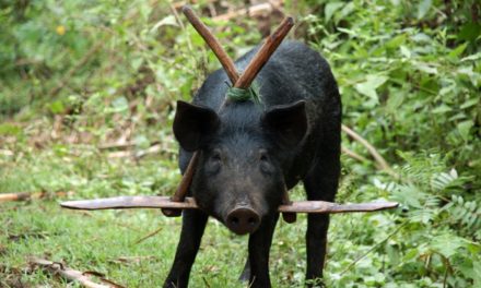 ಹಂದಿಗಳೂ ಮತ್ತು ಅಂಕಣಕಾರನೂ… : ಅಬ್ದುಲ್ ರಶೀದ್ ಅಂಕಣ