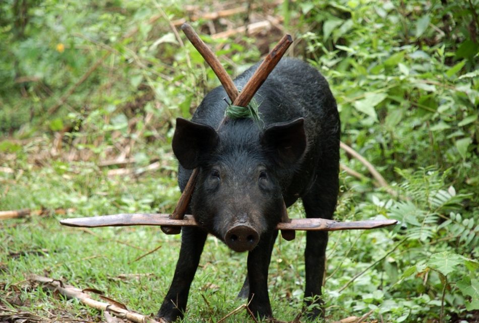 ಹಂದಿಗಳೂ ಮತ್ತು ಅಂಕಣಕಾರನೂ… : ಅಬ್ದುಲ್ ರಶೀದ್ ಅಂಕಣ