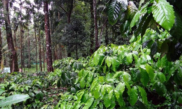 ರುಕ್ಮಿಣಿ ಎಂಬ ಮಹಿಳಾ ರೈಟರ್: ಅಬ್ದುಲ್ ರಶೀದ್ ಅಂಕಣ