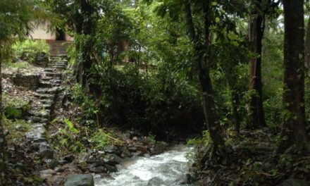 ಹೆಣ್ಣುಕೋಳಿಯ ವೃದ್ದಾಪ್ಯದ ದಿನಗಳು: ಅಬ್ದುಲ್ ರಶೀದ್ ಅಂಕಣ