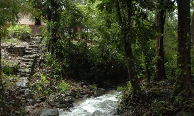 ಹೆಣ್ಣುಕೋಳಿಯ ವೃದ್ದಾಪ್ಯದ ದಿನಗಳು: ಅಬ್ದುಲ್ ರಶೀದ್ ಅಂಕಣ