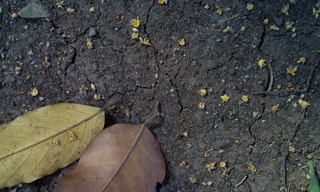 ಅನಿವಾಸಿ ಬರೆದಿರುವ ಆಸ್ಟ್ರೇಲಿಯಾ ಪತ್ರ