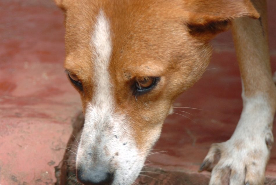 ನಿಜದ ನಾಯಿಯೂ ಮಾಟದ ನಾಯಿಯೂ: ಅಬ್ದುಲ್ ರಶೀದ್ ಅಂಕಣ
