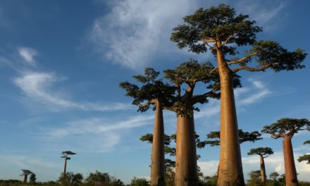 ಪ್ಯಾಪಿಲಾನ್ ಬರೆದ ಮಡಗಾಸ್ಕರ್ ಸಮಾಚಾರ