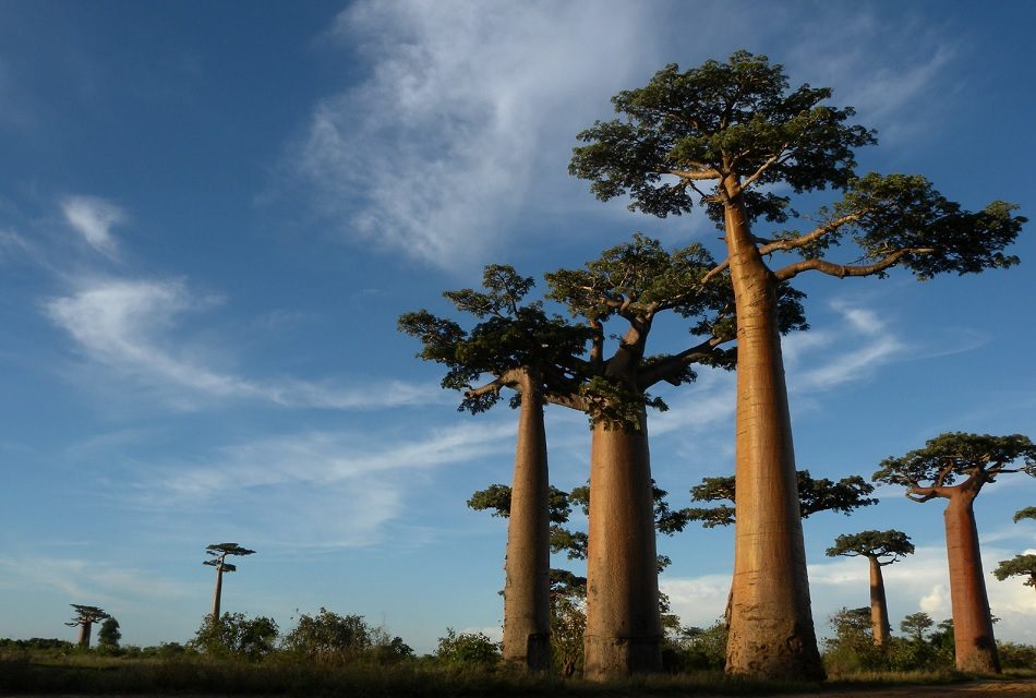 ಪ್ಯಾಪಿಲಾನ್ ಬರೆದ ಮಡಗಾಸ್ಕರ್ ಸಮಾಚಾರ