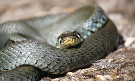 ಪತಿದೇವರಂತಹ ವಯೋವೃದ್ಧ ಉರಗ: ಅಬ್ದುಲ್ ರಶೀದ್ ಅಂಕಣ