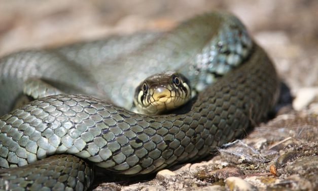 ಪತಿದೇವರಂತಹ ವಯೋವೃದ್ಧ ಉರಗ: ಅಬ್ದುಲ್ ರಶೀದ್ ಅಂಕಣ