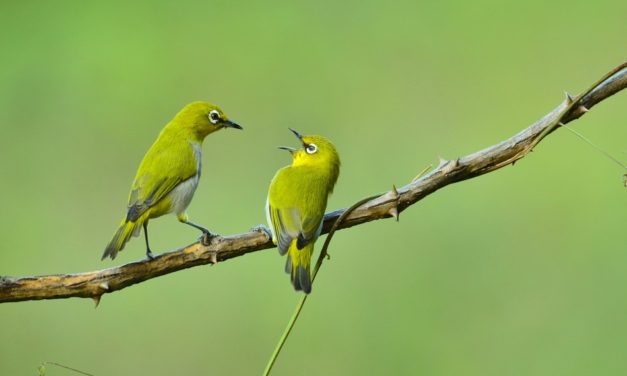 ರಘುಕುಮಾರ್ ತೆಗೆದ ಈ ದಿನದ ಫೋಟೋ