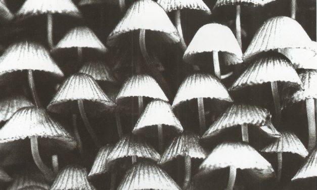 ಮೂಡಿಗೆರೆಯಿಂದ ರಾಜೇಶ್ವರಿ ತೇಜಸ್ವಿ