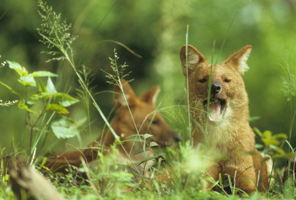 ಕೃಪಾಕರ ಸೇನಾನಿ ಹೇಳಿದ ಕಾಡುನಾಯಿಗಳ ಕಥಾನಕ