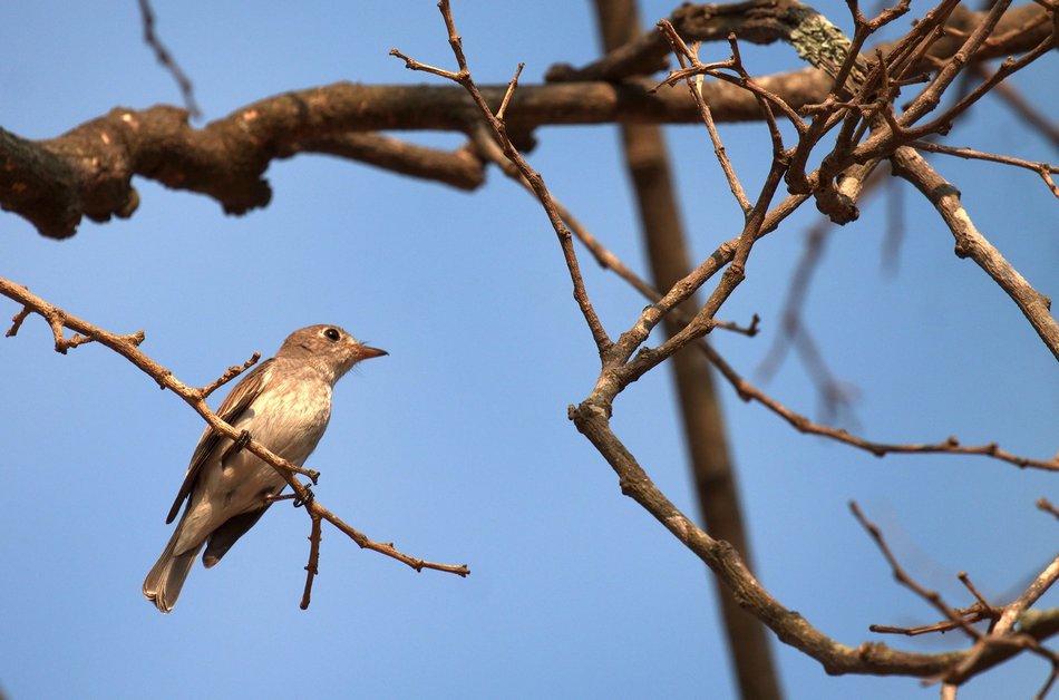 ಎಂ.ಆರ್. ಭಗವತಿ ಸೆರೆಹಿಡಿದ ಟೈಗಾ ಫ್ಲೈಕ್ಯಾಚರ್