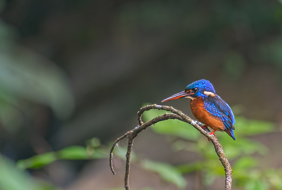 ನಾಗೇಶ್ ತೆಗೆದ ಮಿಂಚುಳ್ಳಿಯ ಚಿತ್ರ