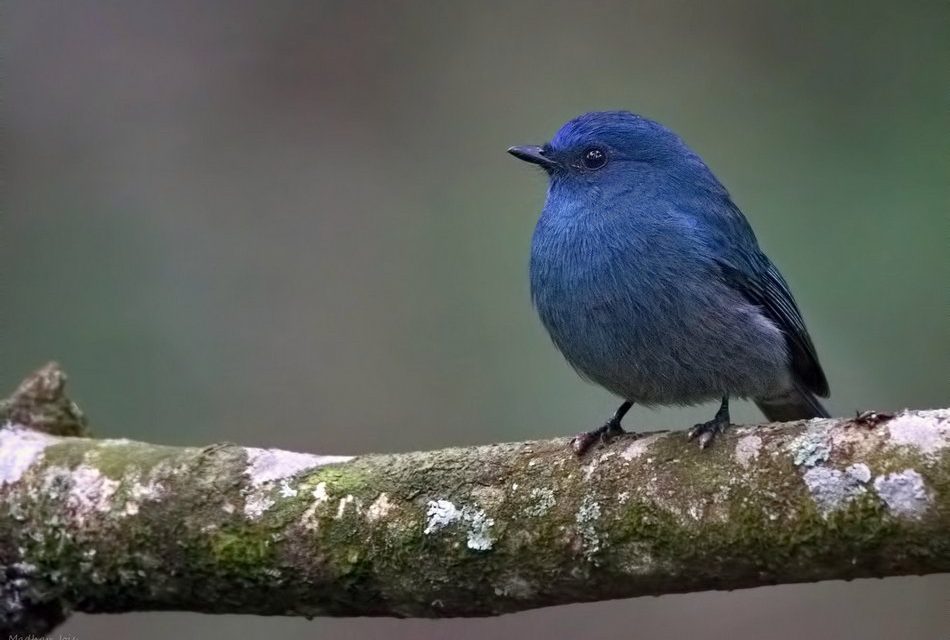 ಮಾಧವ ಜೋಯಿಸ್ ತೆಗೆದ ನೀಲ ಹಕ್ಕಿಯ ಚಿತ್ರ