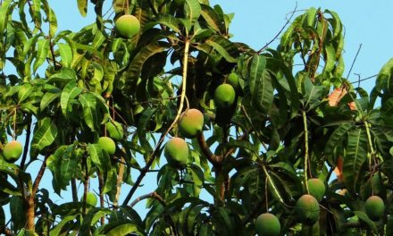 ಹೊಸತನದ ಹಾಡಿಗೆ ಕಾದಿರುವ ಹೊಸ ಸಂವತ್ಸರ