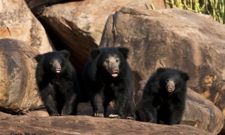 ಪೊಂಪಯ್ಯ ಮಳೀಮಠ್ ತೆಗೆದ ಕರಡಿಗಳ ಚಿತ್ರ.